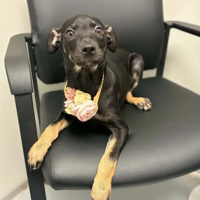 A baby small-sized female Black Shepherd dog named Jenny for adoption in Concord, NC