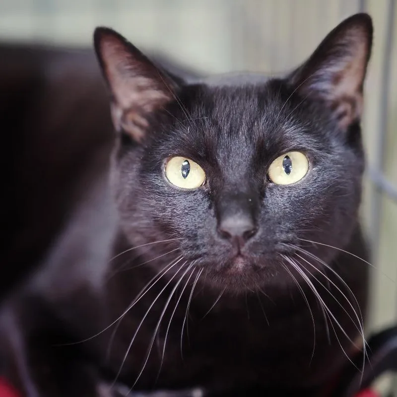 An adult large-sized male Domestic Short Hair cat named Turkey Leg for adoption in Cincinnati, OH