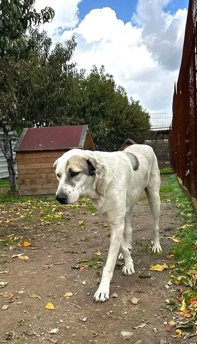 An adult large-sized male White / Cream Anatolian Shepherd dog named Mr. Kind Hearted Korso for adoption in Ridgefield, WA