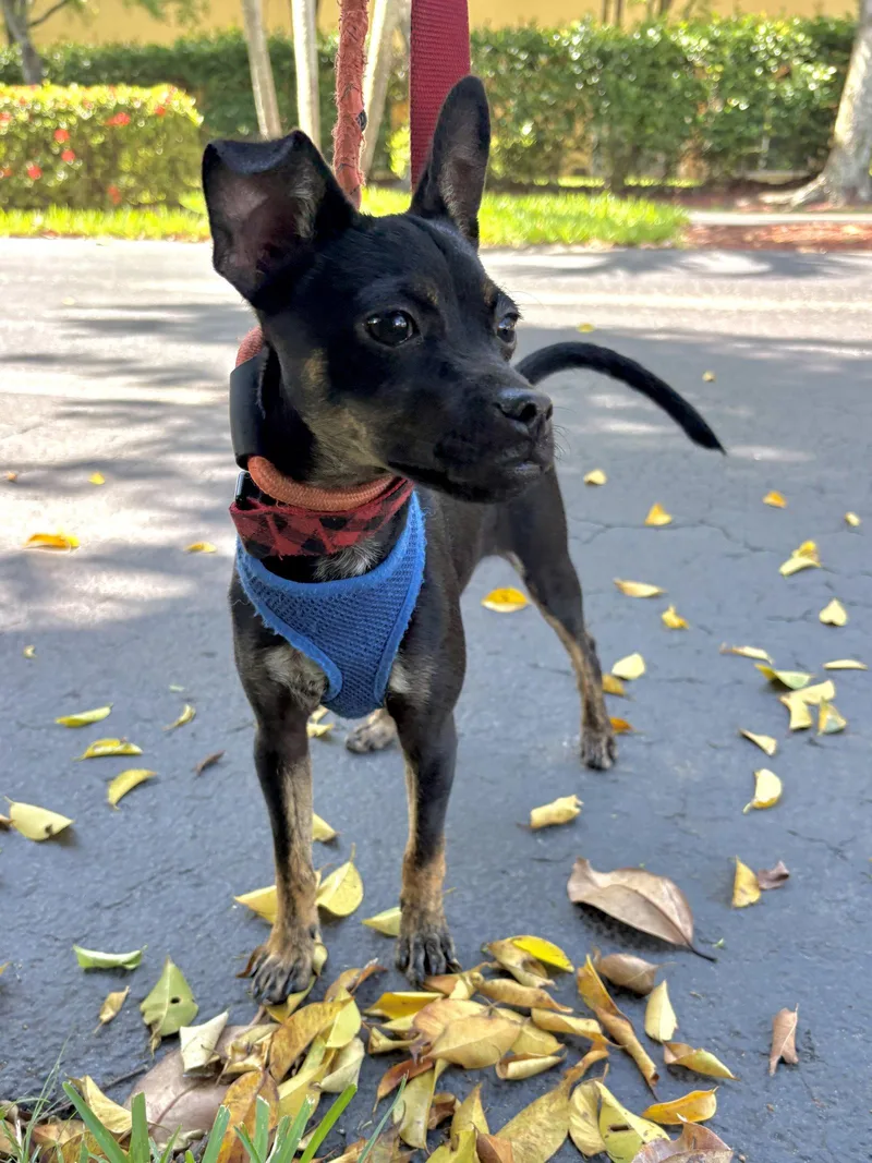 A baby small-sized male Miniature Pinscher dog named Pong for adoption in Margate, FL
