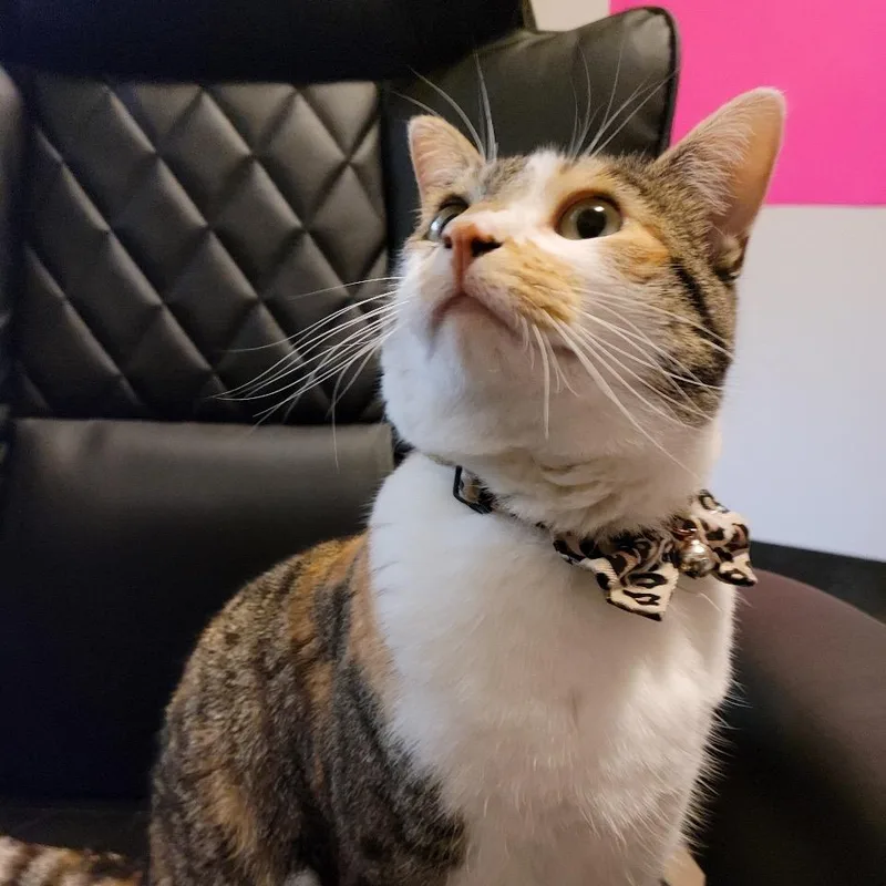 An adult small-sized female Calico Domestic Short Hair cat named Koko for adoption in Rochester, MN