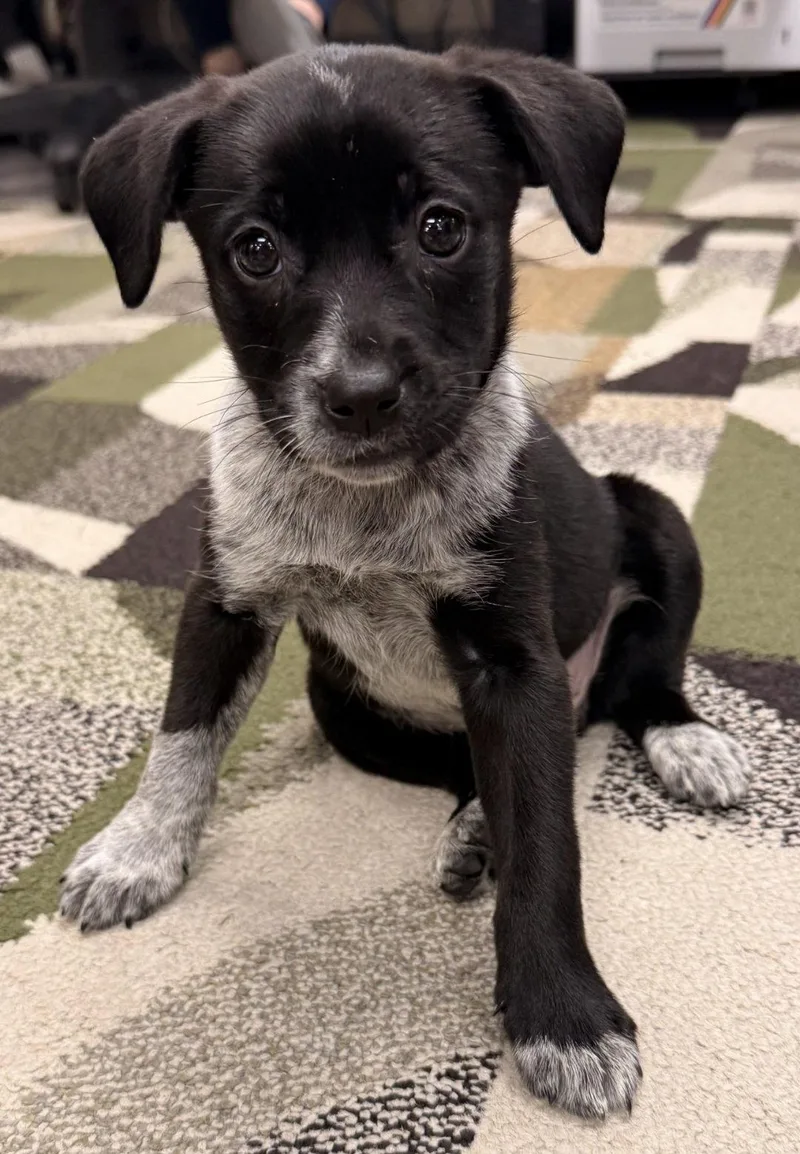 Bonnie