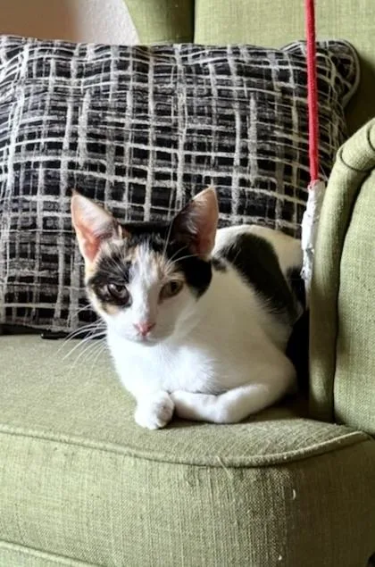 An adult small-sized female Domestic Short Hair cat named Gigi for adoption in Fort Worth, TX