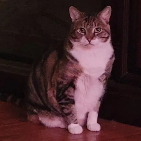 A senior large-sized female Black Domestic Short Hair cat named Justice for adoption in Philadelphia, PA