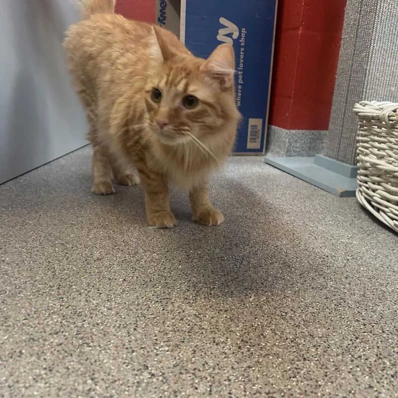 An adult large-sized male Orange / Red Domestic Medium Hair cat named Peter Peep for adoption in Sarasota, FL