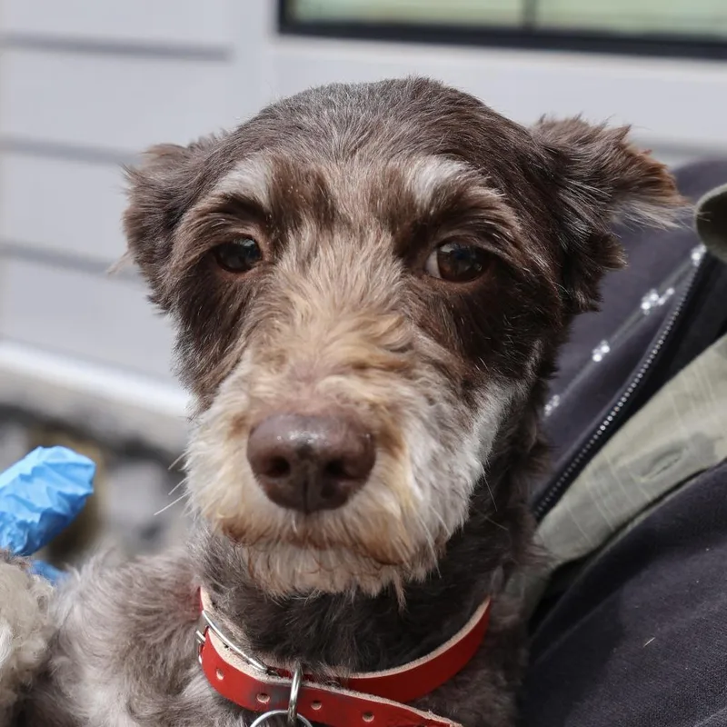 An adult small-sized female Gray / Blue / Silver Schnauzer dog named Charlie for adoption in Briarcliff Manor, NY