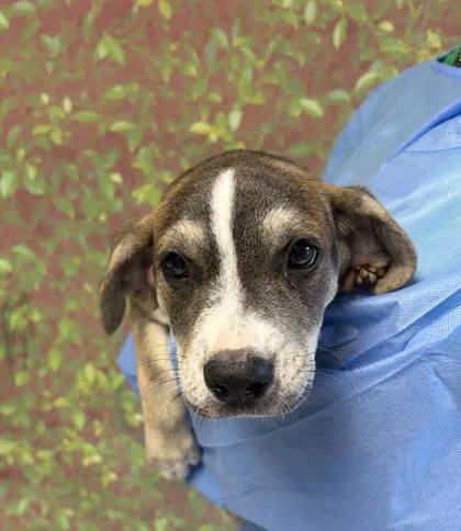 A young small-sized female American Staffordshire Terrier dog named Daphne for adoption in San Antonio, TX