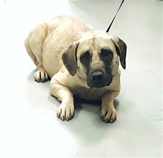 An adult large-sized female Labrador Retriever dog named Tootsie for adoption in Fayetteville, NC