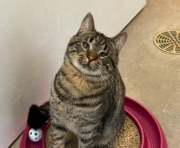 Ricochet thumbnail 3