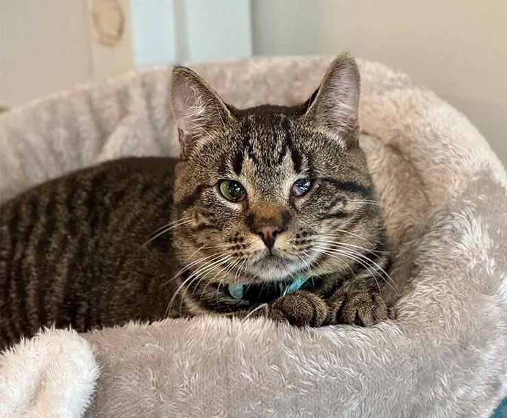 Ricochet thumbnail 4