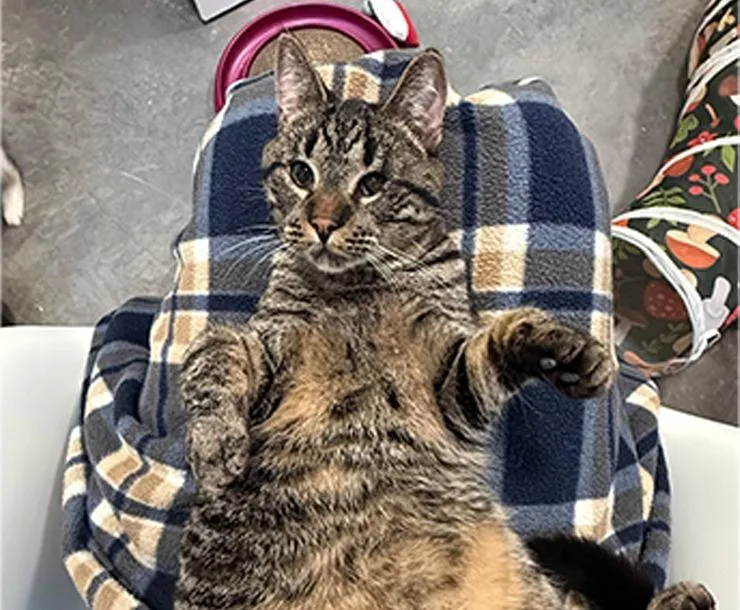 Ricochet thumbnail 5