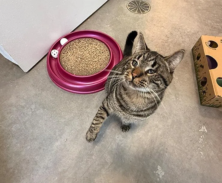 Ricochet thumbnail 6