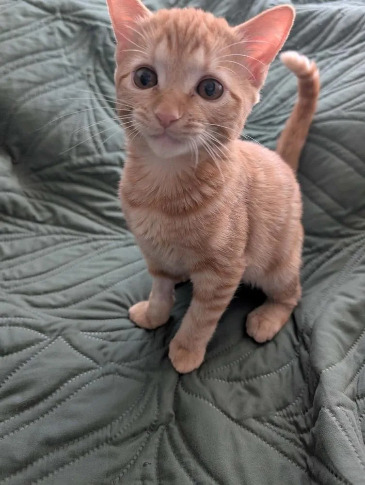 A baby medium-sized male Tabby (Orange / Red) Domestic Short Hair cat named The Brain for adoption in tucson, AZ
