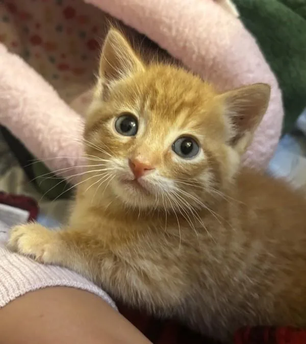 A baby medium-sized male Domestic Short Hair cat named Ima Delight for adoption in Oceanside, CA