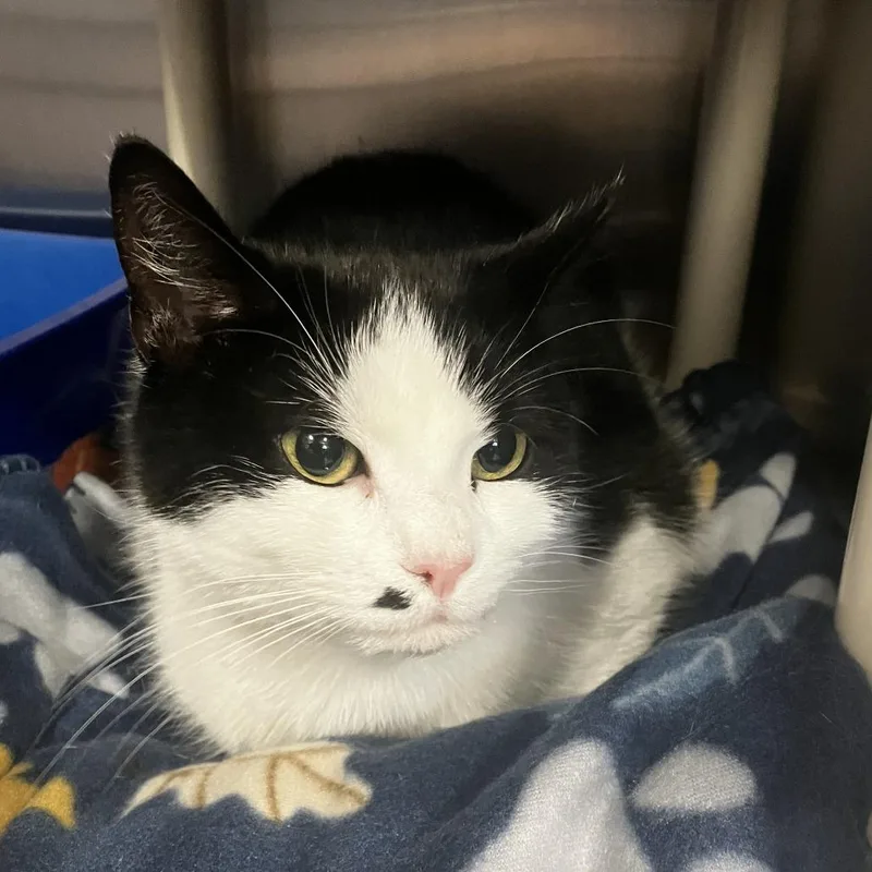 An adult large-sized female Black Domestic Short Hair cat named Madonna for adoption in Wilmington, DE