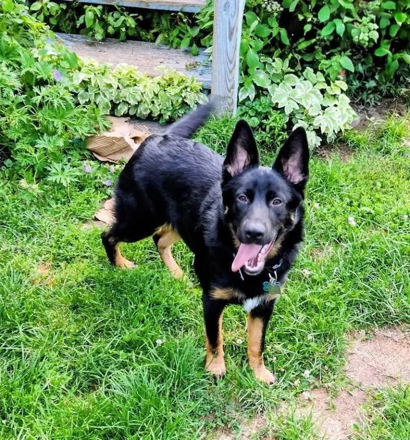 A young large-sized female German Shepherd Dog dog named Jackie for adoption in La Crescent, MN