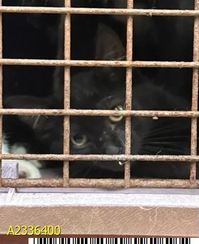 A baby medium-sized male Domestic Short Hair cat named Pocus for adoption in West Palm Beach, FL