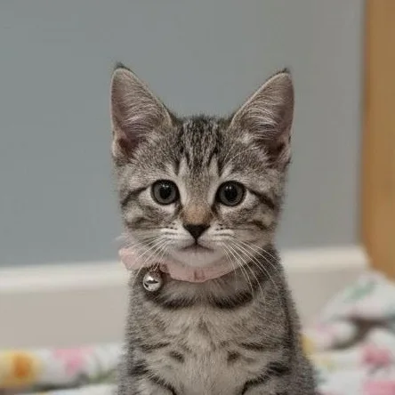 Mae