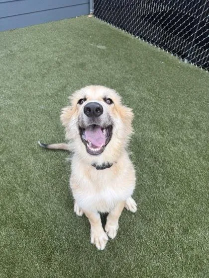 Rufus