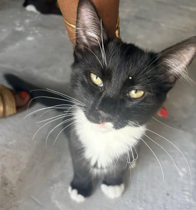 A baby medium-sized male Black & White / Tuxedo Domestic Short Hair cat named Bull Connor for adoption in Oviedo, FL