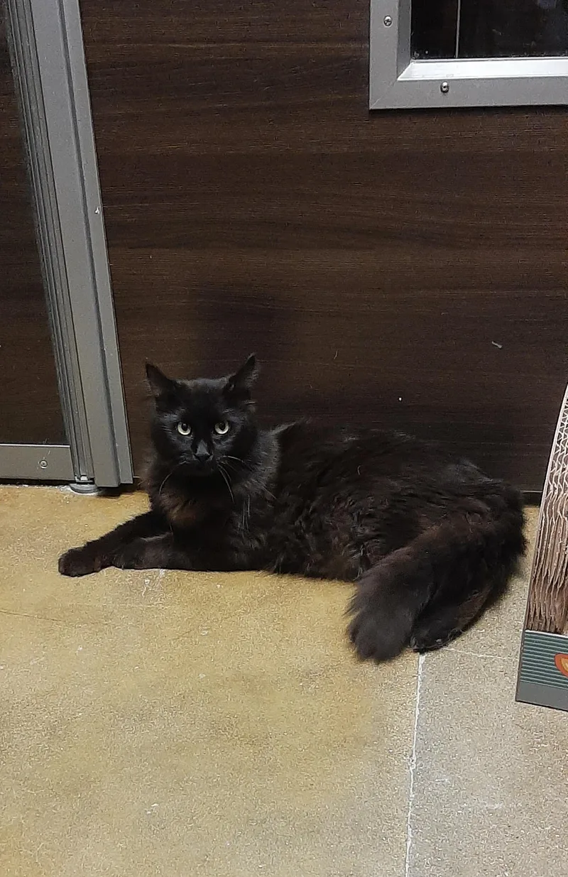 An adult medium-sized male Black Domestic Long Hair cat named Charm for adoption in Belleville, IL