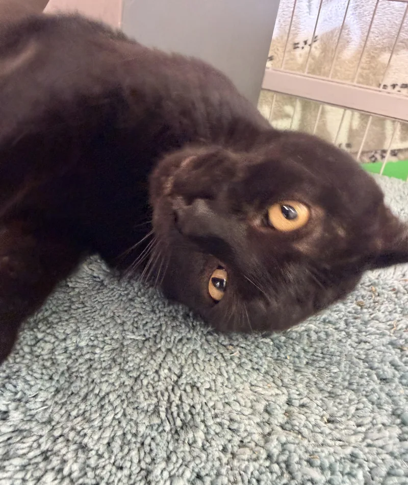 An adult large-sized male Black Domestic Short Hair cat named Enzo for adoption in Solon, OH