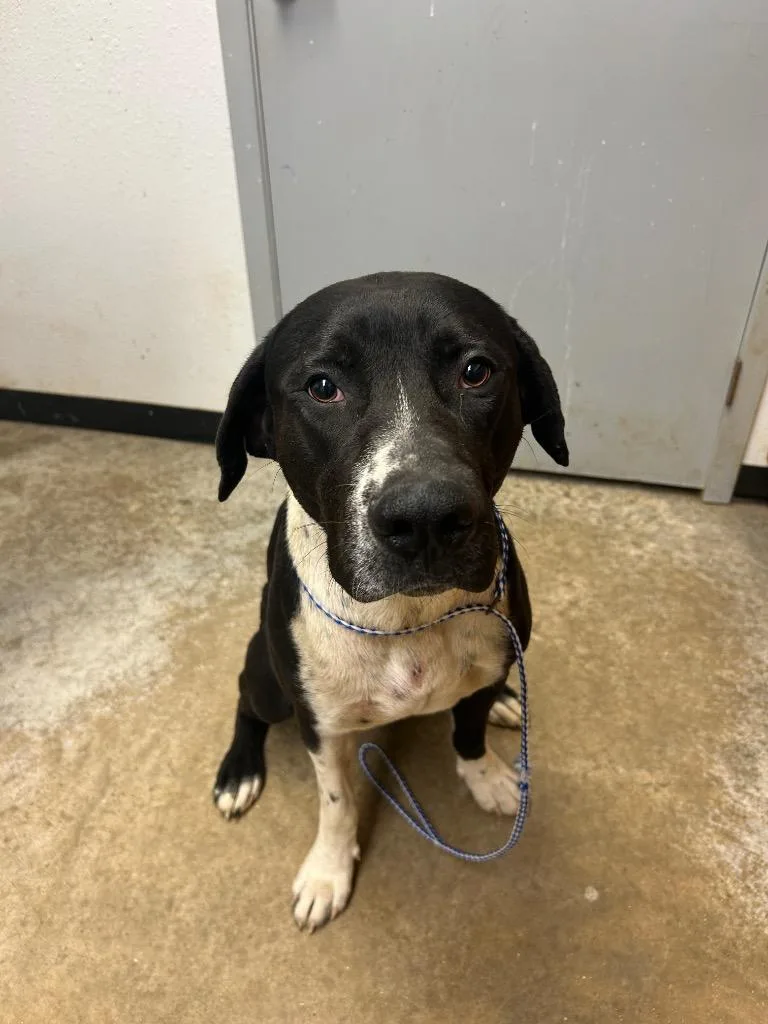 A young large-sized male Great Dane dog named Rocko for adoption in Lockhart, TX