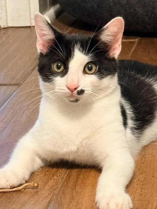 A young medium-sized male Black & White / Tuxedo Domestic Short Hair cat named Zoro Bandito for adoption in Wilmington, NC