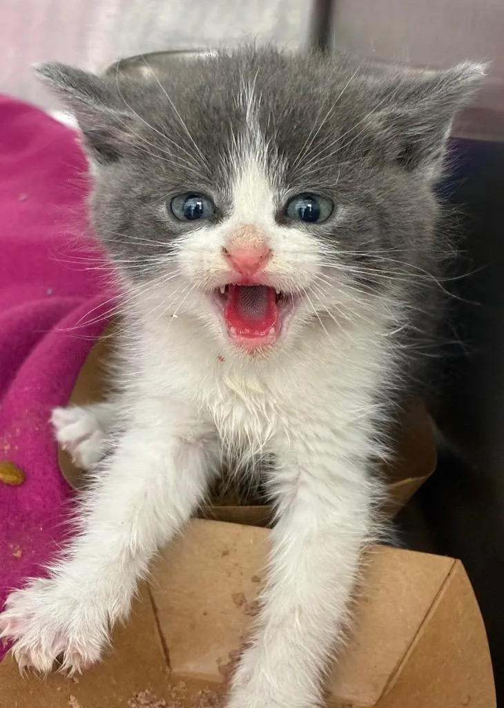 A baby small-sized male Domestic Short Hair cat named Basil for adoption in Hartsville, SC