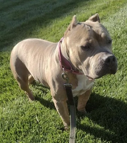 An adult large-sized female Yellow / Tan / Blond / Fawn Pit Bull Terrier dog named Macadamia for adoption in Kansas City, MO