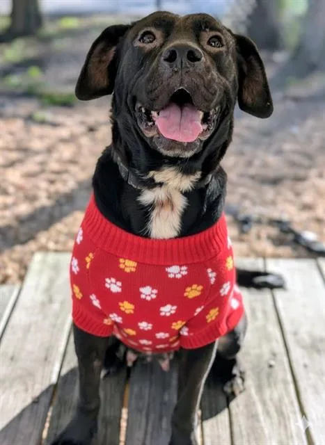An adult large-sized female Mixed Breed dog named Kennedy for adoption in Jacksonville, FL