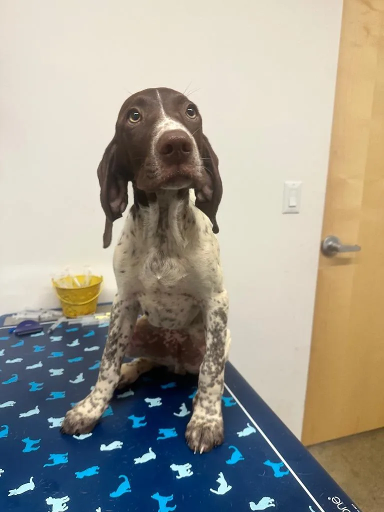 A baby medium-sized male German Shorthaired Pointer dog named Ruger for adoption in Hyde Park, NY