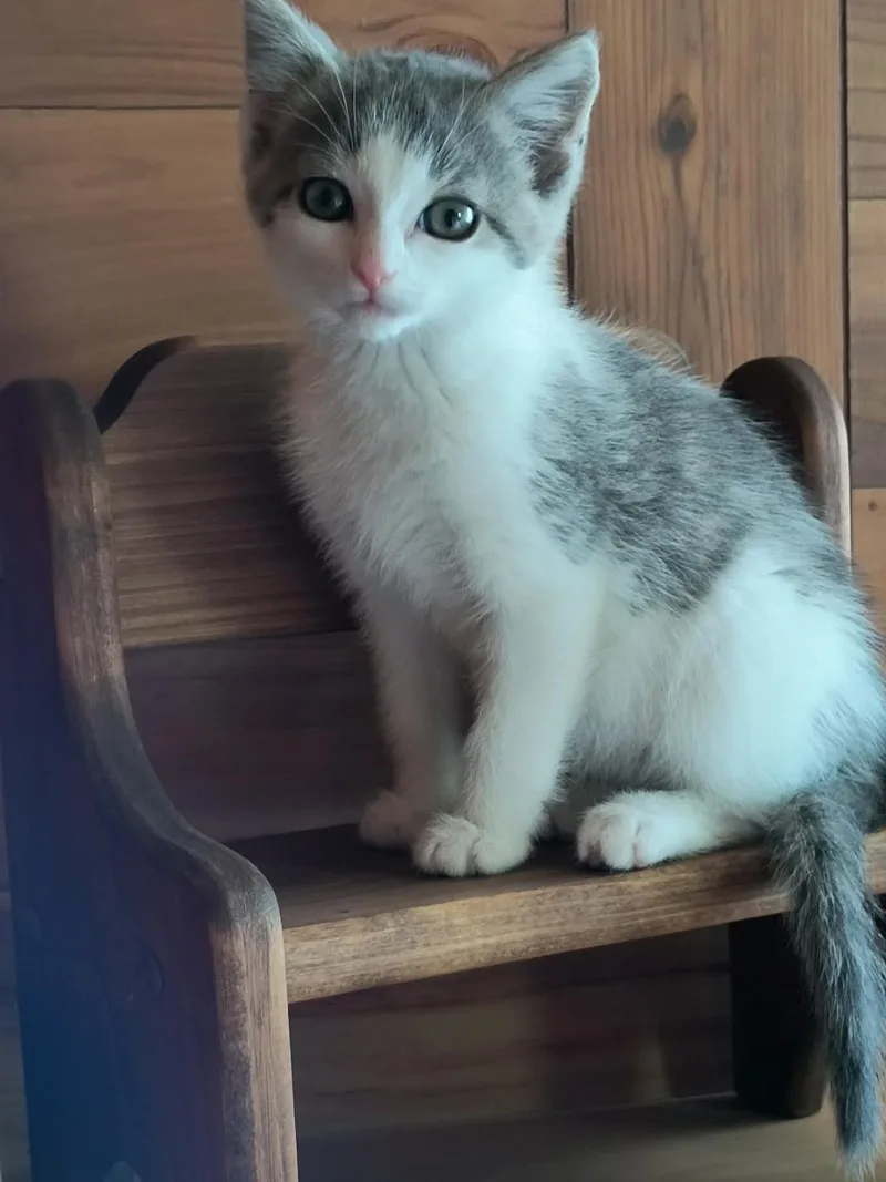 A baby medium-sized male White Domestic Short Hair cat named Marble for adoption in Little Falls, MN