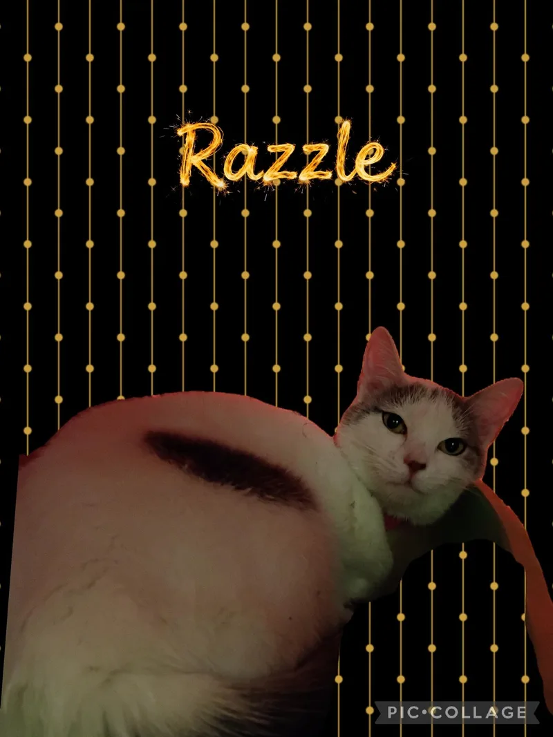 A young medium-sized female Domestic Short Hair cat named Razzle for adoption in Muncie, IN