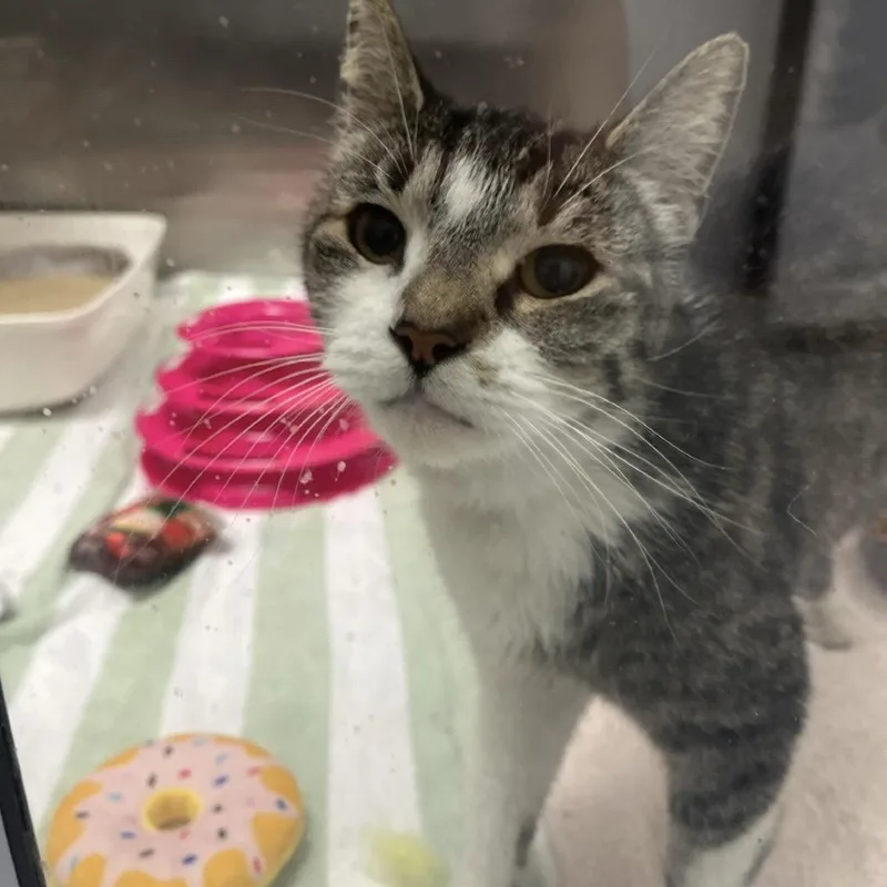 An adult medium-sized female Brown / Chocolate Domestic Short Hair cat named Kit for adoption in Hawthorne, CA