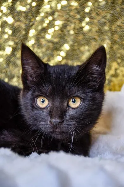A baby small-sized female Domestic Short Hair cat named Flarrietta for adoption in Yakima, WA