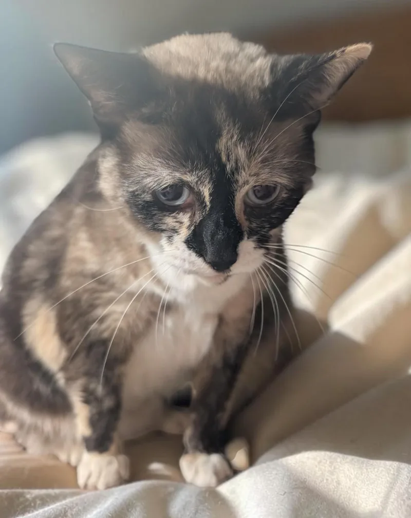 An adult medium-sized female Siamese cat named Sofie for adoption in Chuckey, TN