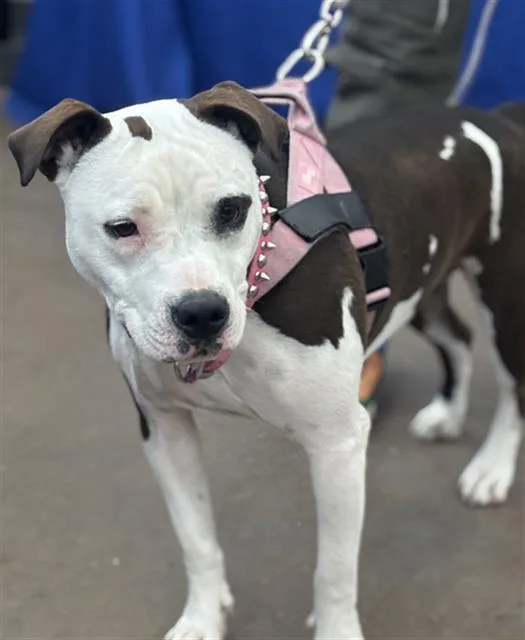 A young large-sized female Mixed Breed dog named Maple for adoption in Dallas, TX