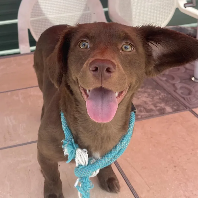 A young small-sized female Brown / Chocolate Miniature Dachshund dog named Penelope for adoption in Indiantown, FL