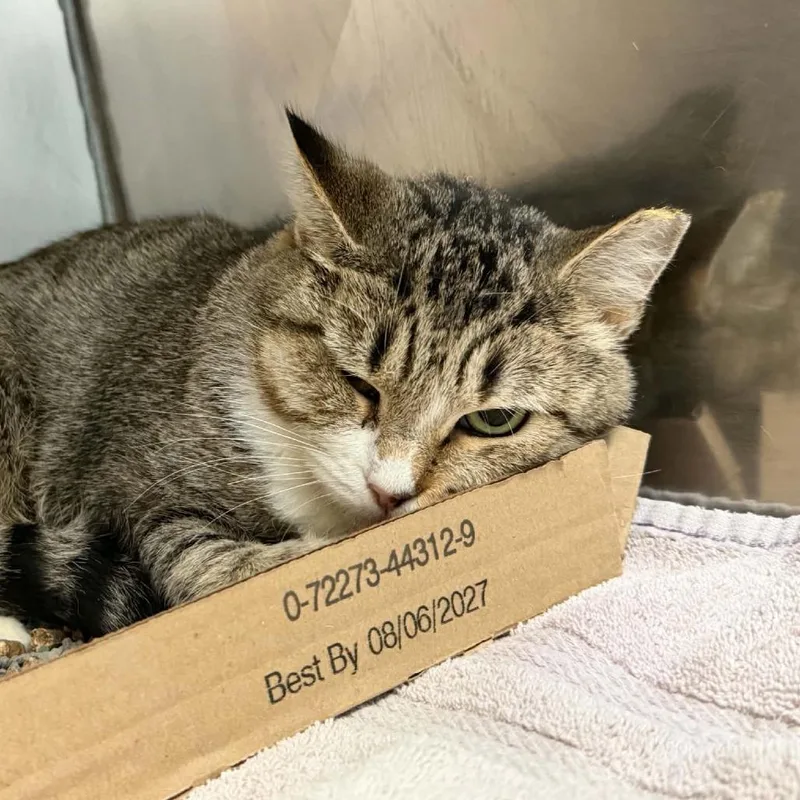 A young medium-sized female Brown / Chocolate Domestic Short Hair cat named Lizzie Rose for adoption in Verona, VA