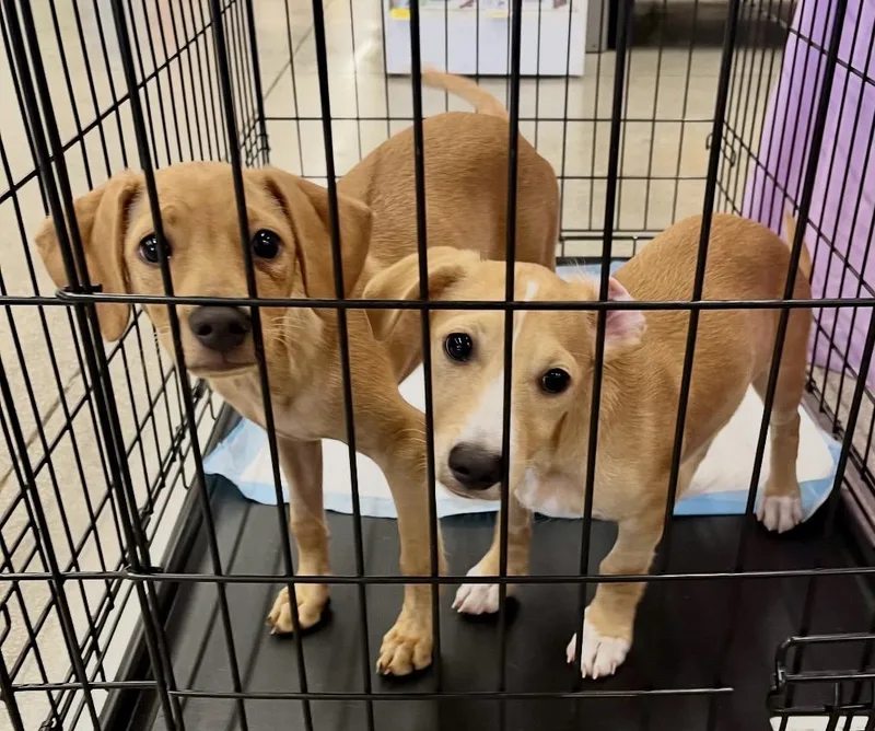 A baby small-sized male Dachshund dog named Avery for adoption in Schertz, TX