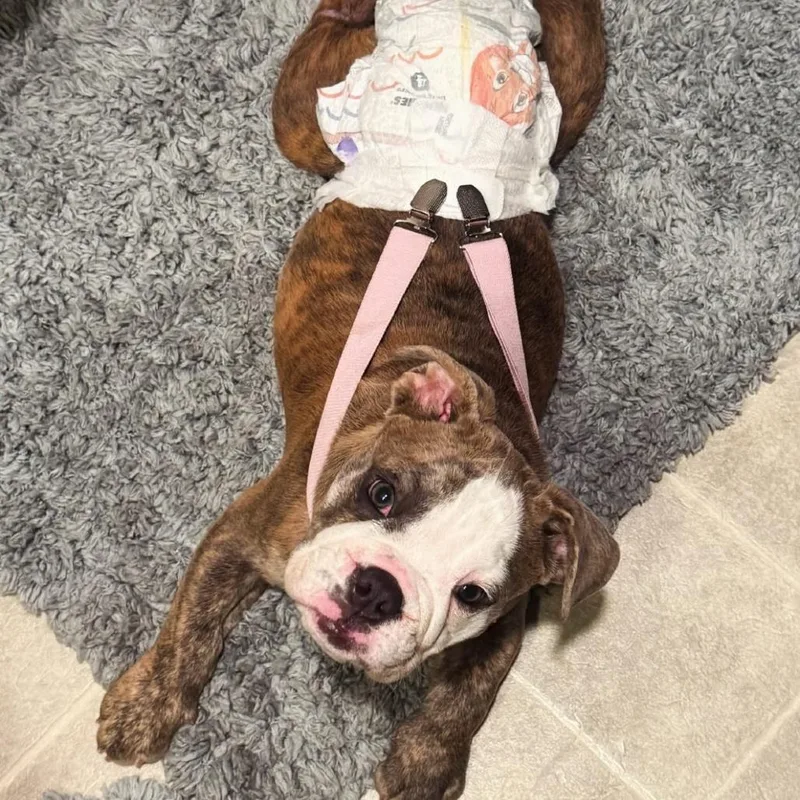 A baby small-sized female Brindle English Bulldog dog named Libby for adoption in Escondido, CA