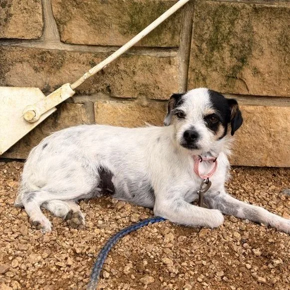A young small-sized female White / Cream Mixed Breed dog named Jessie for adoption in Bentonville, AR