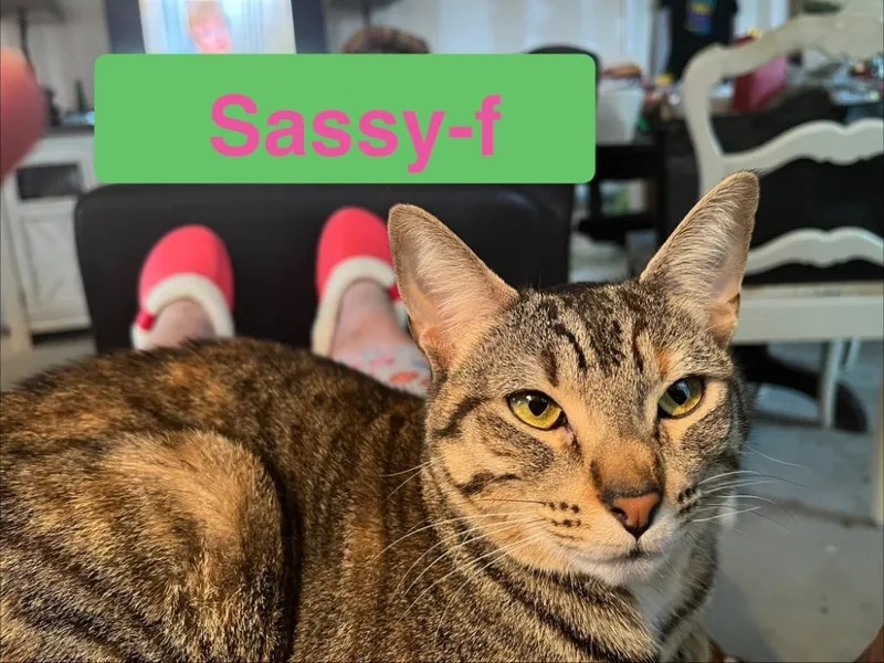 An adult small-sized female Tabby cat named Sassy for adoption in Brookhaven, MS