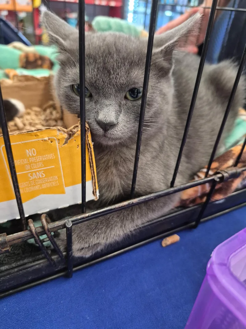 A baby medium-sized female Gray / Blue / Silver Domestic Short Hair cat named Mia for adoption in Great Mills, MD