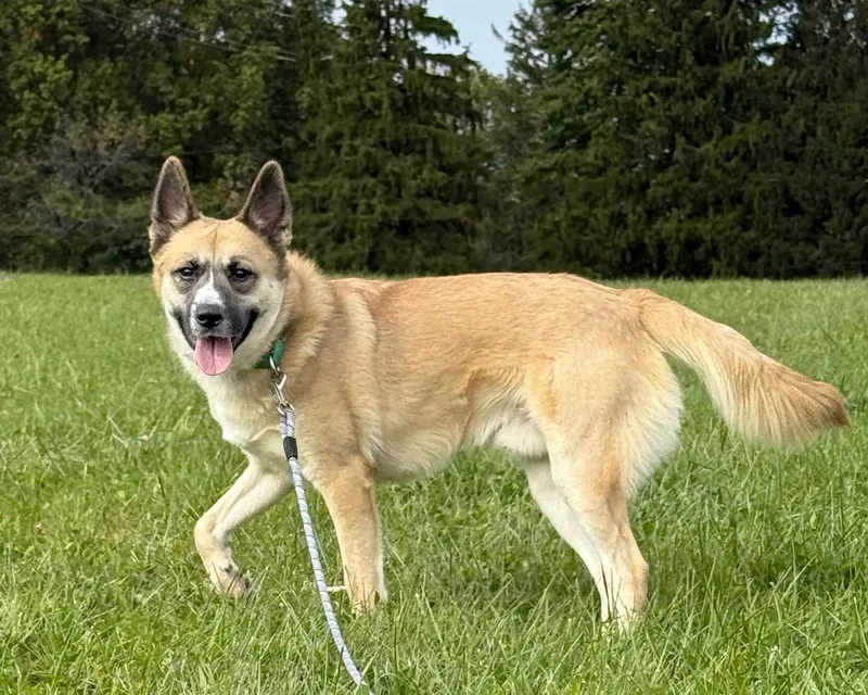 An adult large-sized male Husky dog named Renegade for adoption in Ashland, OH