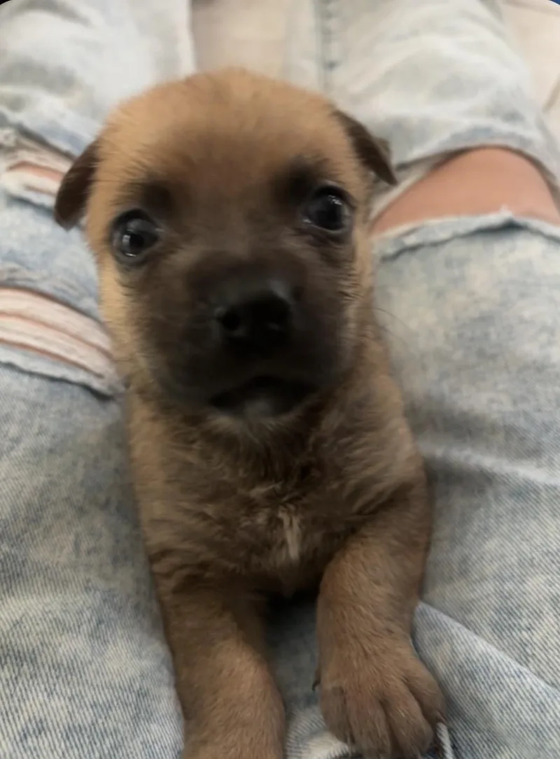 A baby small-sized female German Shepherd Dog named Coy for adoption in Mesa, AZ