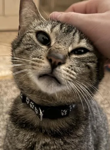 A young medium-sized female Tabby (Brown / Chocolate) Tabby cat named Sweet Tums for adoption in North Highlands, CA