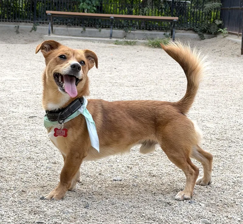 An adult small-sized male Golden Chiweenie dog named Godzilla for adoption in Brooklyn, NY