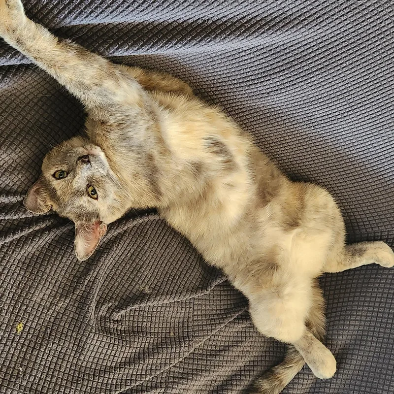 A young medium-sized female Tortoiseshell cat named Tinky Tank for adoption in New York, NY